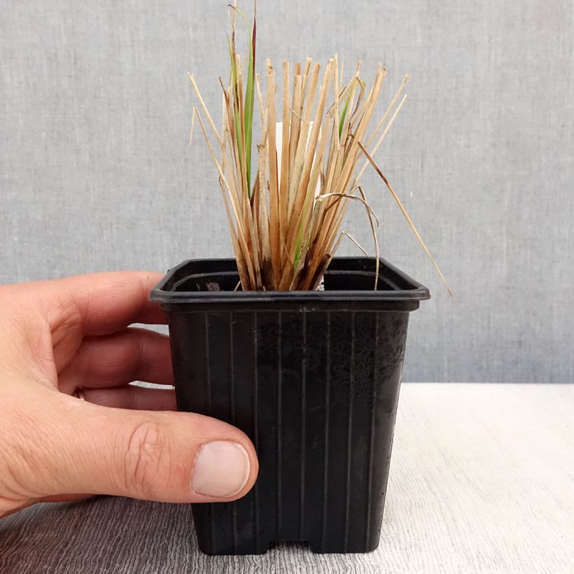 Pennisetum alopecuroides Windy Simonette - Chinese Fountain Grass sample as delivered in spring