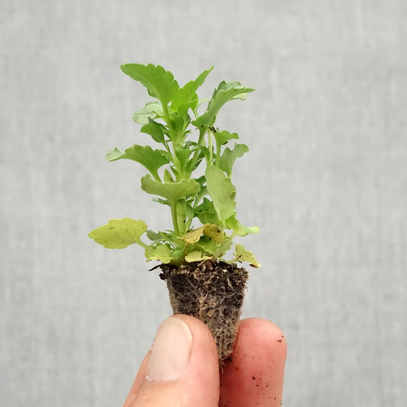 Viola wittrockiana Ultima Radiance F1 Mix- Swiss Garden Pansy Plug plant 2.2cm x 2cm - Tray of 35 sample as delivered in autumn