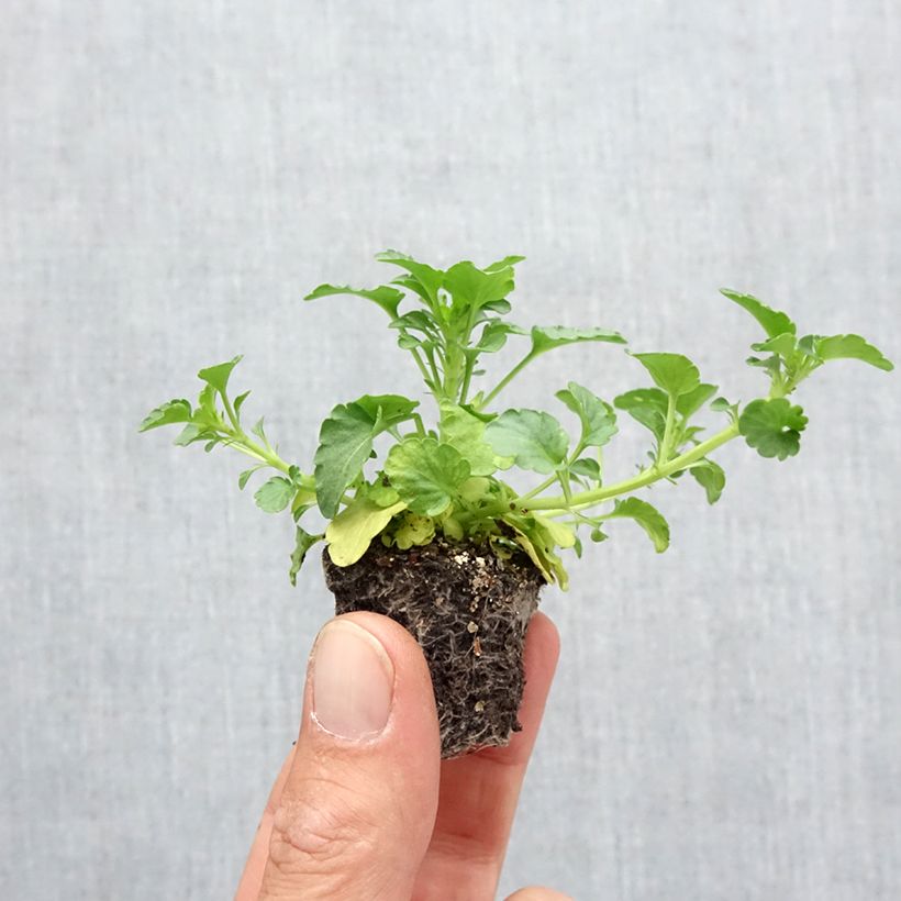 Viola wittrockiana Ultima Radiance F1 Mix- Swiss Garden Pansy Plug plants 3.8 x 3.2cm - Tray of 16 sample as delivered in autumn