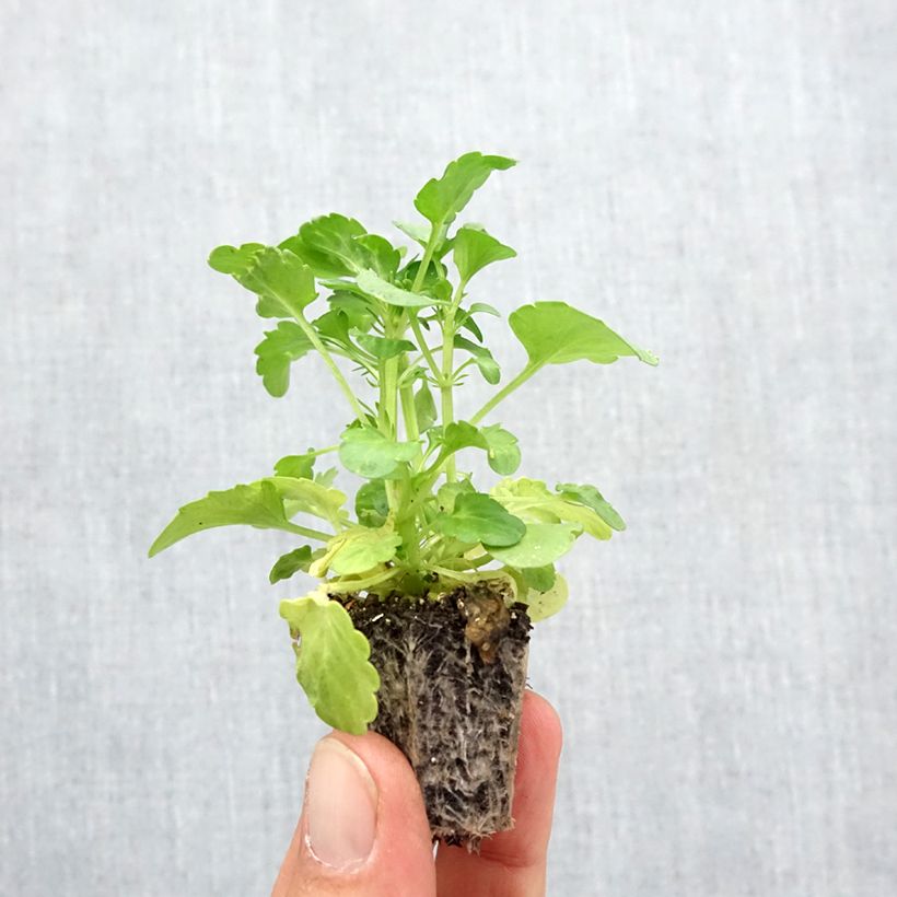 Viola x wittrockiana Frizzle Burgundy F1 - Pansy Plug plants 3.8 x 3.2cm - Tray of 16 sample as delivered in autumn