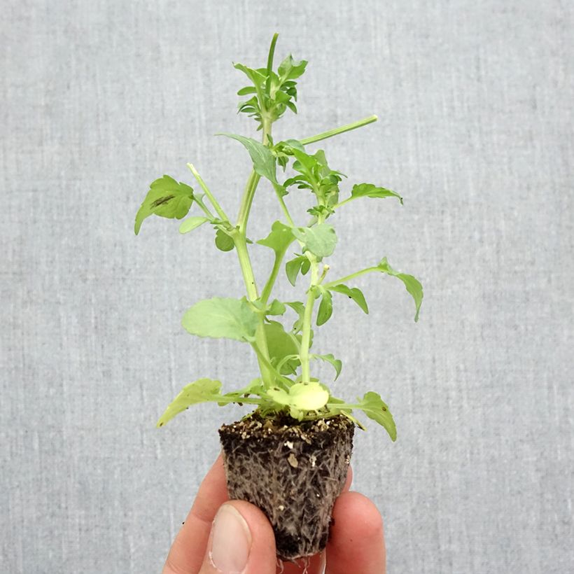 Viola x wittrockiana F1 Fizzy Lemonberry - Pansy Plug plants 3.8 x 3.2cm - Tray of 16 sample as delivered in autumn