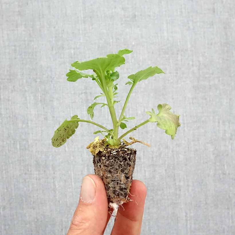 Viola x wittrockiana Frizzle F1 Orange - Pansy Plug plants 3.8 x 3.2cm - Tray of 16 sample as delivered in autumn