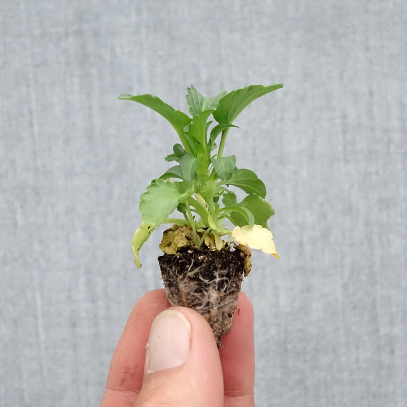Large-flowered pansy Raviola Pure Lemon - plug plant Plug plant 2.2cm x 2cm - Tray of 35 sample as delivered in autumn