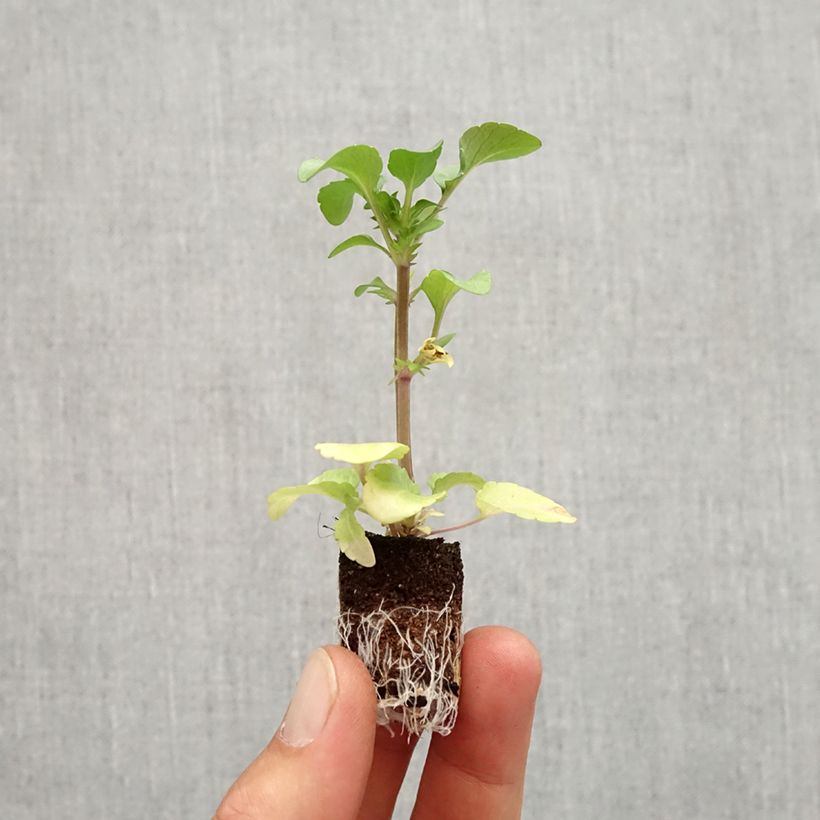 Viola x wittrockiana Ruffles Purple White Rim - Pansy Plug plant 1.5/2.5 cm sample as delivered in autumn