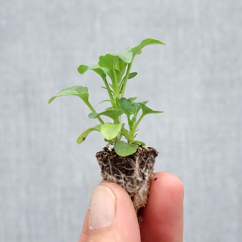 Viola wittrockiana Hercule F1 Mix- Swiss Garden Pansy Plug plant 2.2cm x 2cm - Tray of 35 sample as delivered in autumn