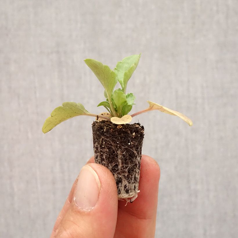 Viola hybrida Alpha F1 Moonlight Plug plant 1.5/2.5 cm sample as delivered in autumn