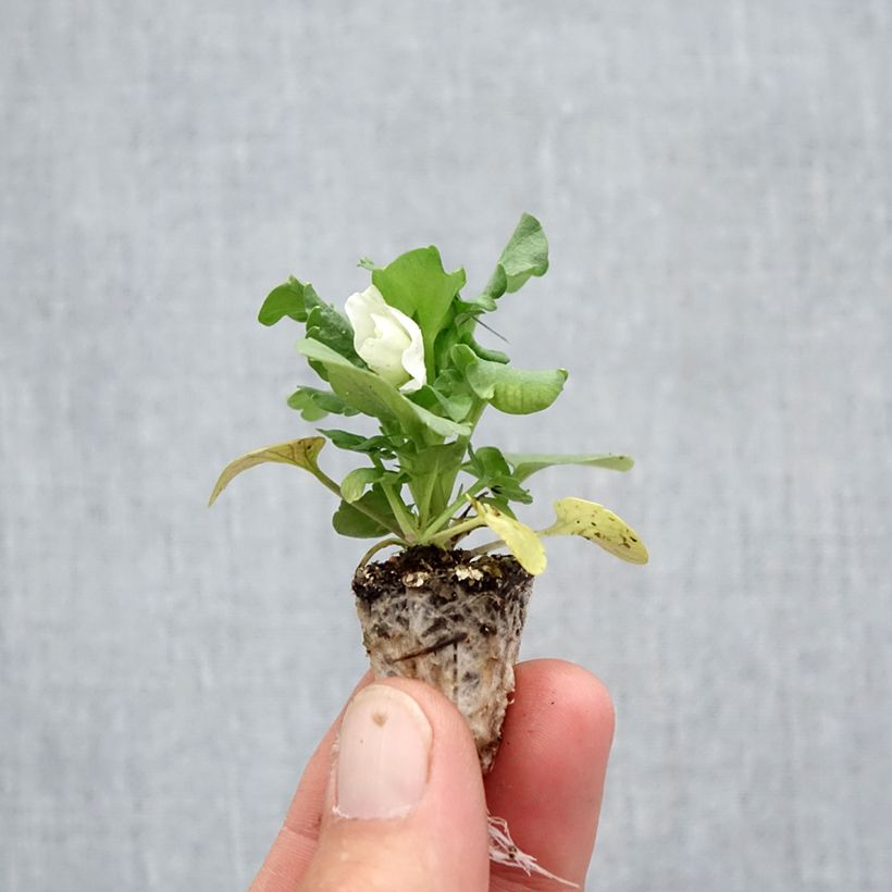 Viola wittrockiana F1 Carrera White- Swiss Garden Pansy Plug plant 2.2cm x 2cm - Tray of 35 sample as delivered in autumn