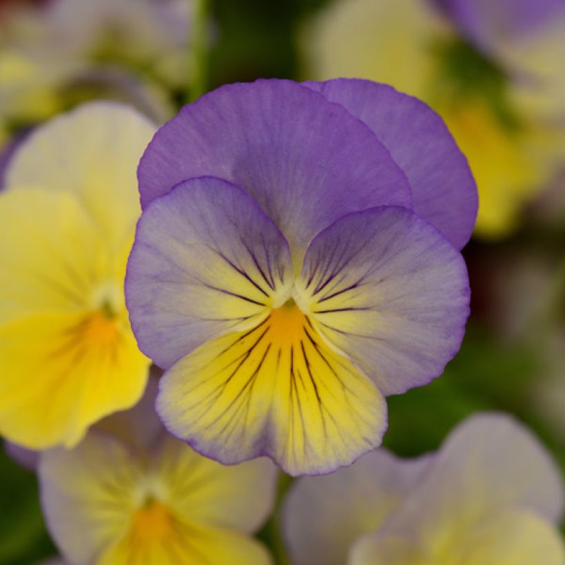 Viola hybrida Cool Wave Morpho - Pansy (Flowering)