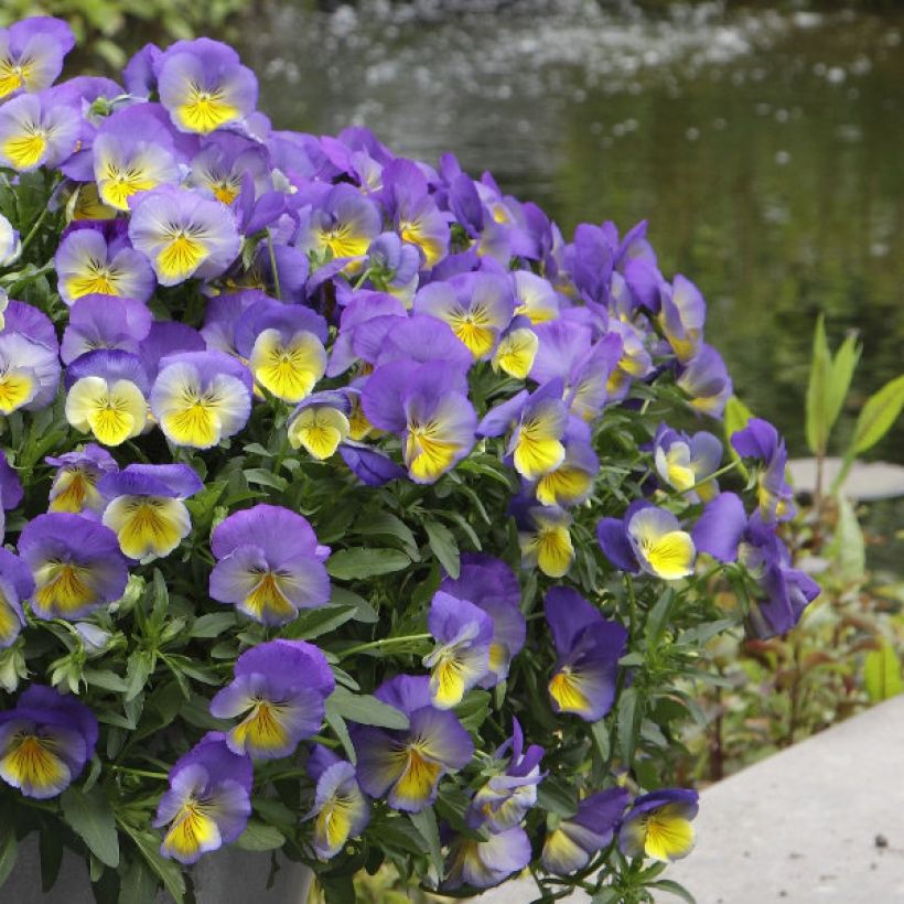 Viola hybrida Cool Wave Morpho - Pansy (Plant habit)