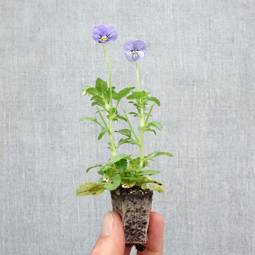 Viola  witrockiana inspire Metallic Blue Blotch - Pansy Plug plants 3.8 x 3.2cm - Tray of 16 sample as delivered in autumn