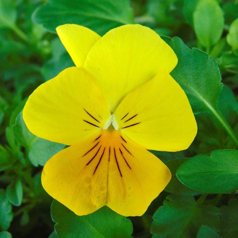 Viola x wittrockiana Cool Wave Golden Yellow - Pansy (Flowering)