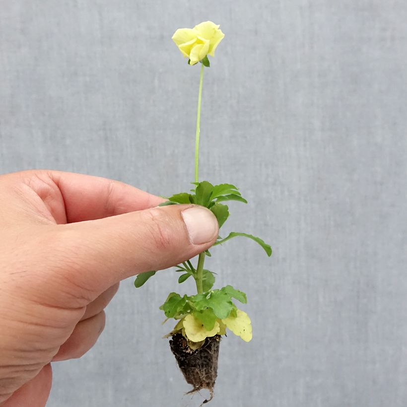 Viola wittrockiana Cool Wave Lemon- Swiss Garden Pansy Plug plant 2.2cm x 2cm - Tray of 35 sample as delivered in autumn