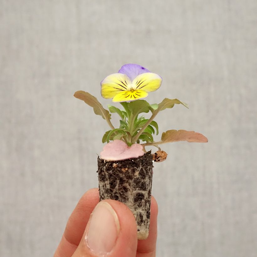 Viola hybrida Cool Wave Morpho - Pansy Plug plant 1.5/2.5 cm sample as delivered in autumn