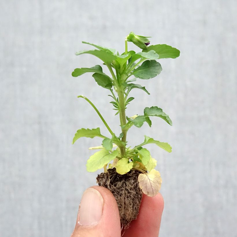 Viola wittrockiana Cool Wave Purple Wing- Swiss Garden Pansy Plug plant 2.2cm x 2cm - Tray of 35 sample as delivered in autumn