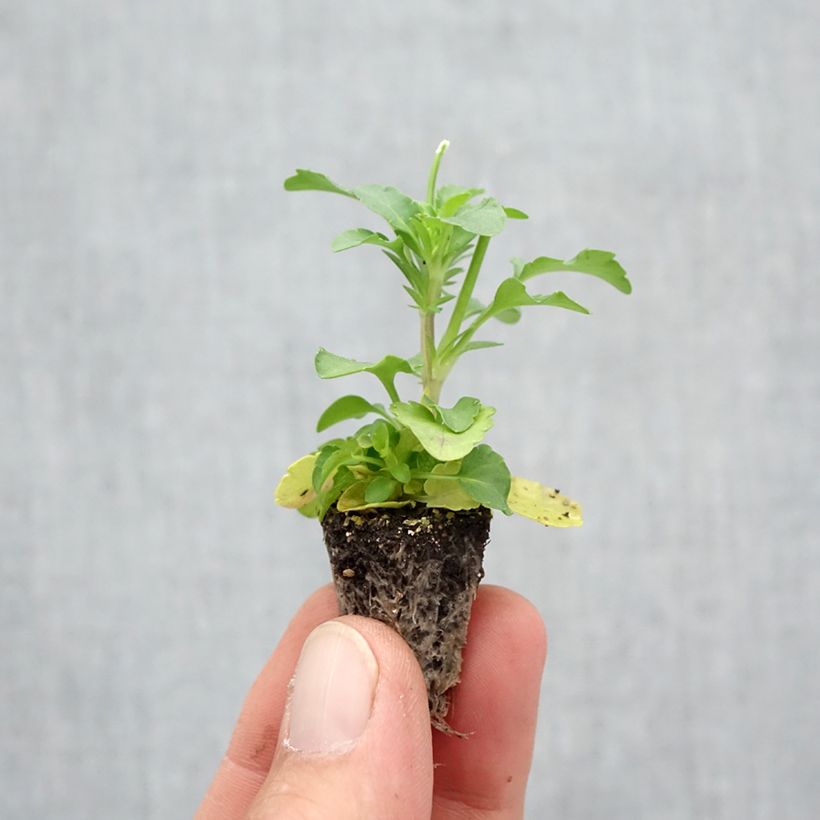 Trailing Pansy Cool Wave Golden Yellow plug plants Plug plant 2.2cm x 2cm - Tray of 35 sample as delivered in autumn