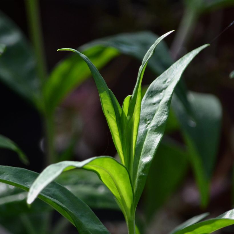 Penstemon Blackbird - Beardtongue (Foliage)