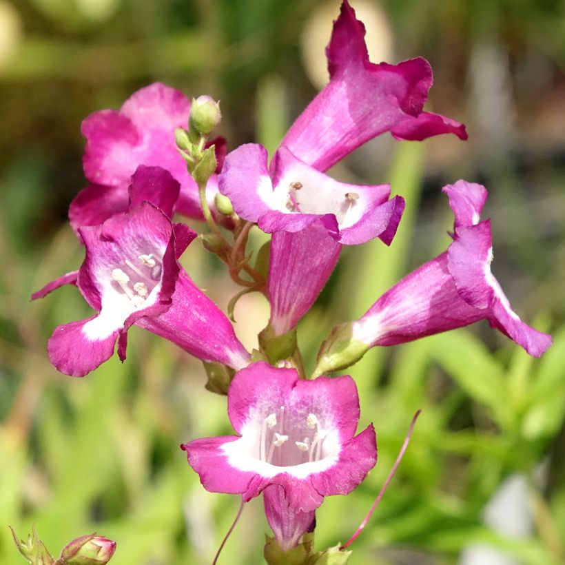 Penstemon hybrida Gloire de Quatre Rue - Beardtongue (Flowering)