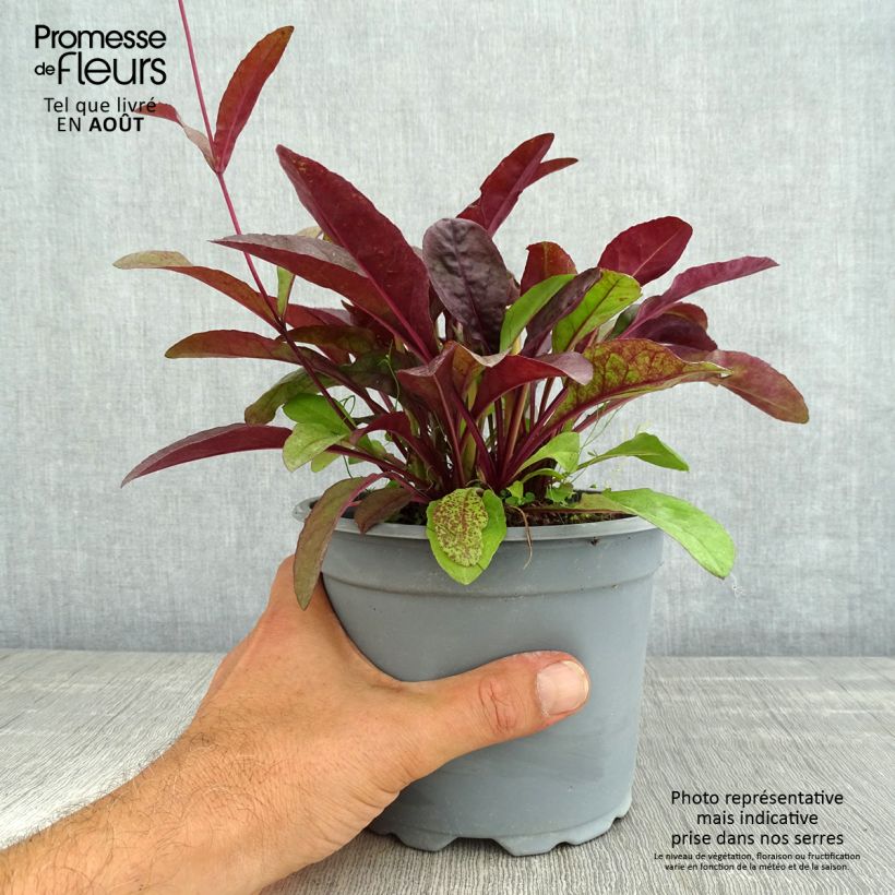 Penstemon digitalis Husker Red - Foxglove beardtongue 2L/3L pot sample as delivered in summer