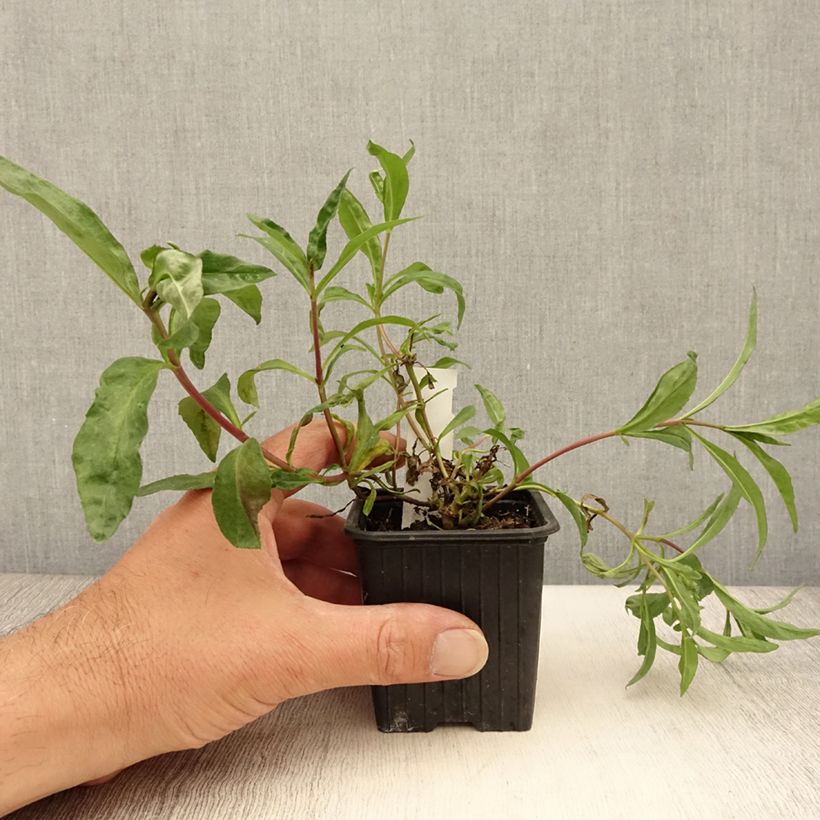 Penstemon Midnight - Beardtongue 8/9 cm pot sample as delivered in summer