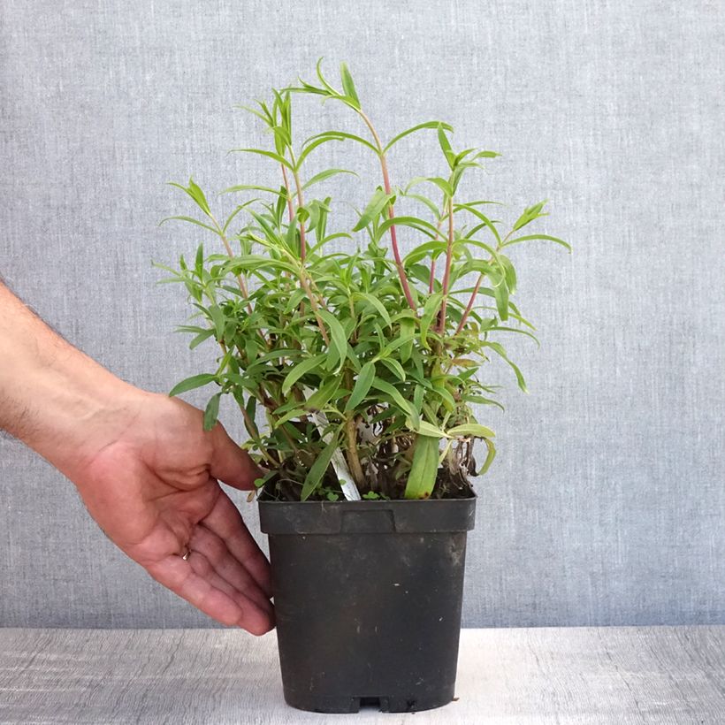 Penstemon Schoenholzeri - Beardtongue 2L/3L pot sample as delivered in summer