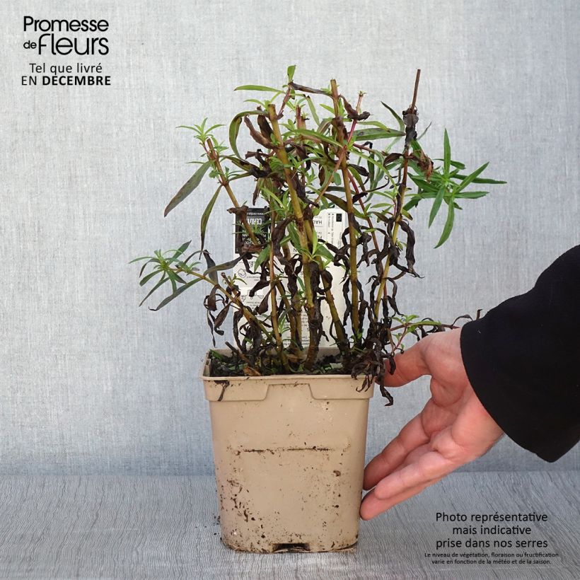 Penstemon Sour Grapes - Beardtongue 2L/3L pot sample as delivered in autumn