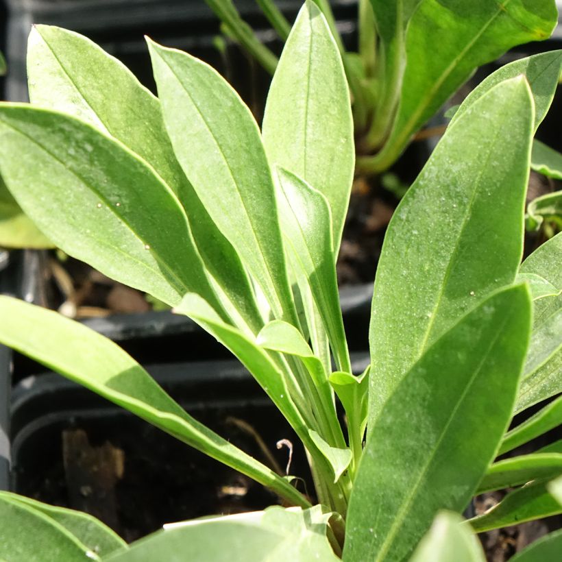Penstemon mensarum - Beardtongue (Foliage)