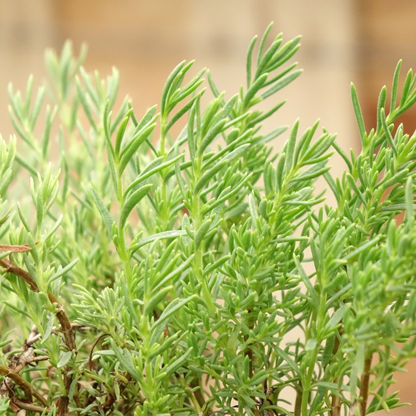 Penstemon pinifolius Mersea Yellow - Beardtongue (Foliage)