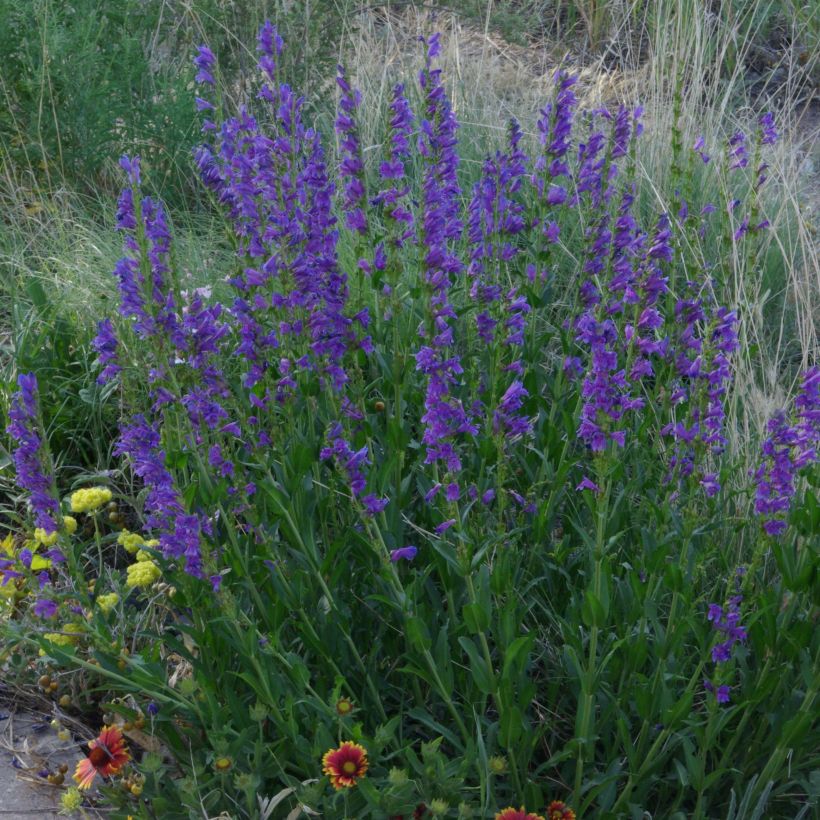 Penstemon strictus - Beardtongue (Plant habit)