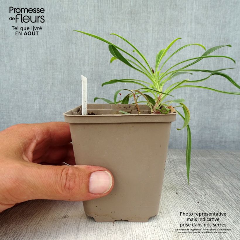 Penstemon strictus - Beardtongue 8/9 cm pot sample as delivered in summer
