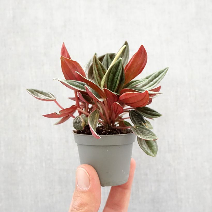 Peperomia caperata Eden Rosso - Radiator plant Mini-plante sample as delivered in spring