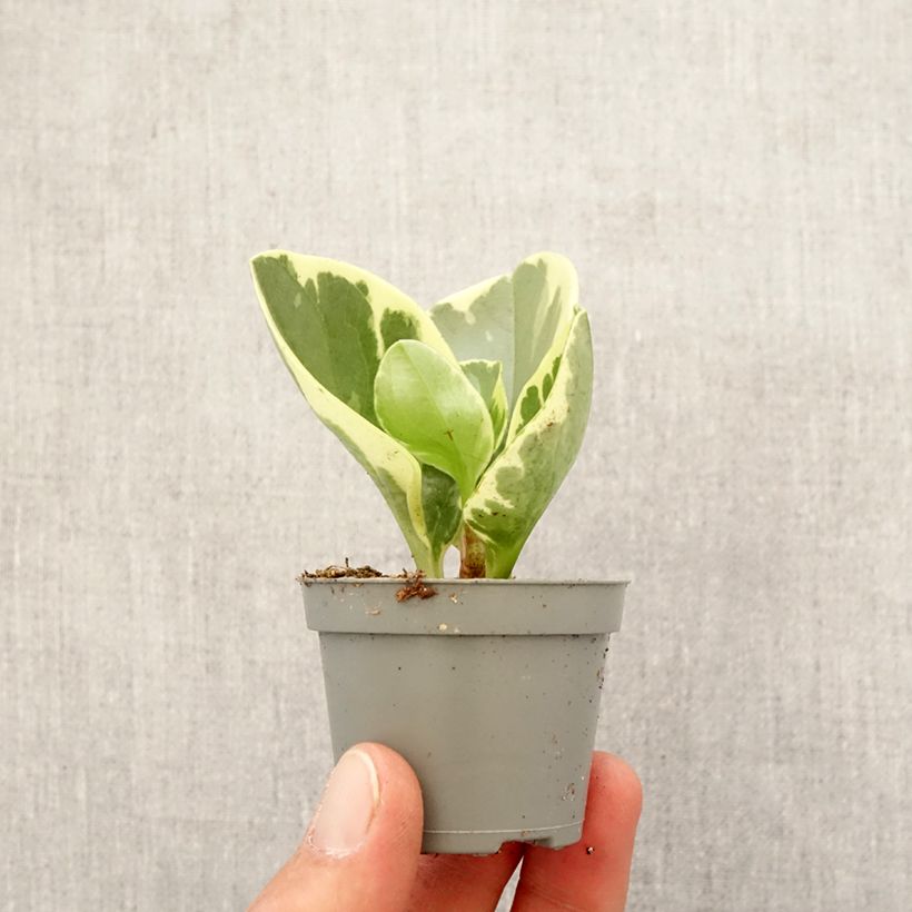 Peperomia obtusifolia USA - Baby rubber plant Mini-plante sample as delivered in spring