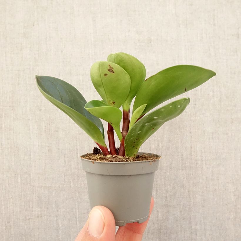 Peperomia obtusifolia Red Canyon® - Baby rubber plant Mini-plante sample as delivered in spring