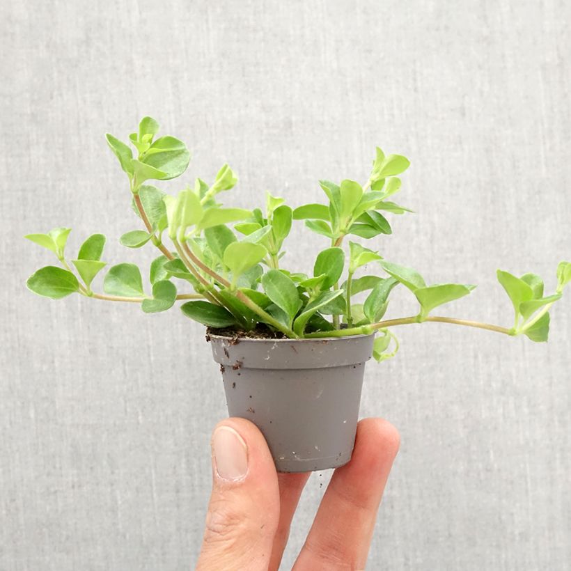 Peperomia rotundifolia - Trailing jade Mini-plante sample as delivered in spring