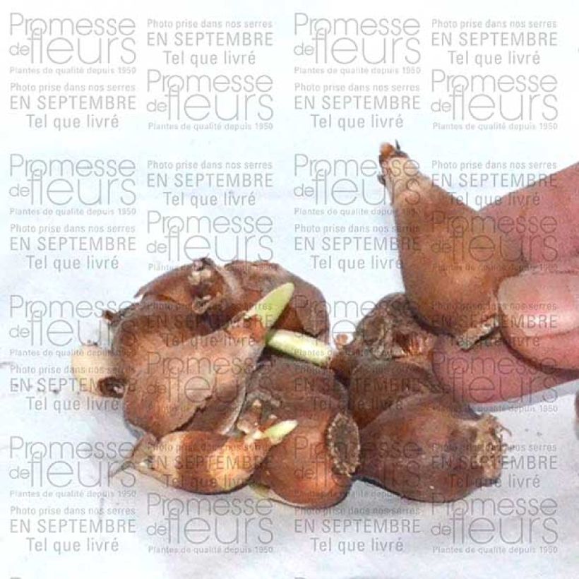 Example of Galanthus elwesii  Bulb size 4+ specimen as delivered
