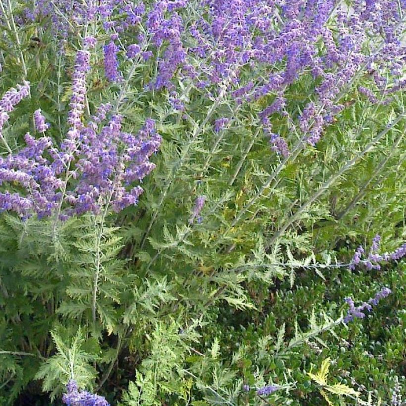 Perovskia atriplicifolia Blue Spire - Russian Sage (Foliage)