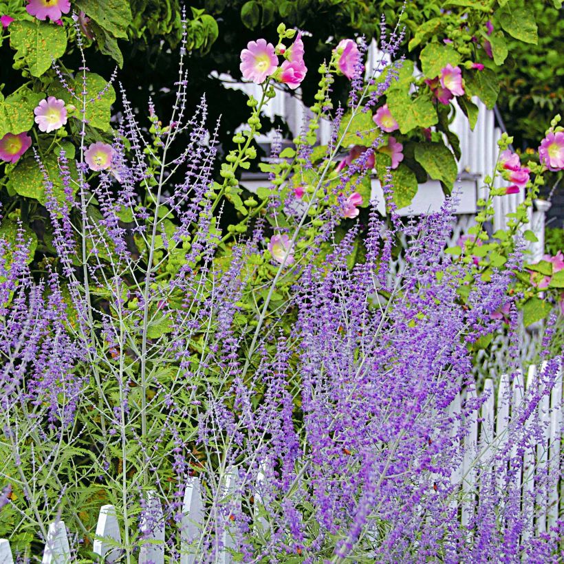 Perovskia atriplicifolia Blue Spire - Russian Sage (Flowering)