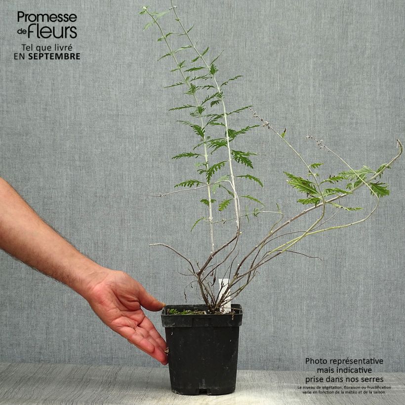 Perovskia atriplicifolia Blue Spire - Russian Sage 2L/3L pot sample as delivered in autumn