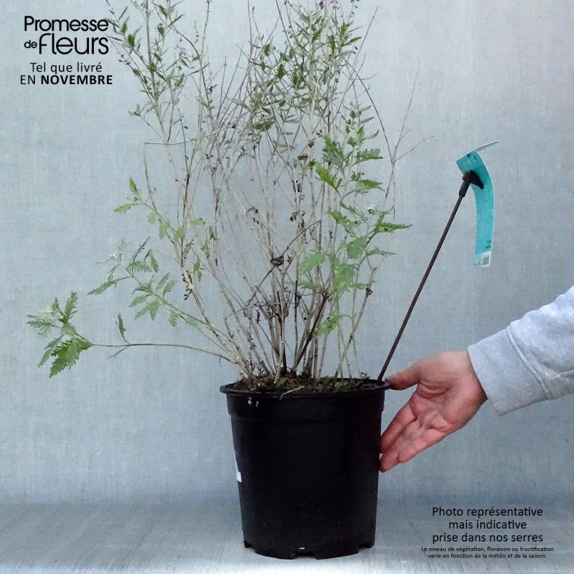 Perovskia atriplicifolia Blue Spire - Russian Sage 4L/5L pot sample as delivered in autumn