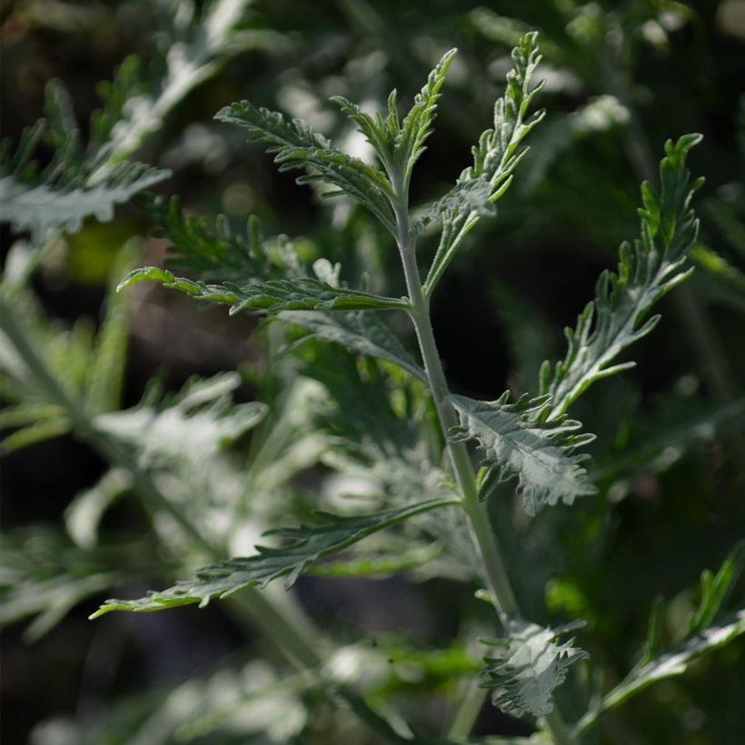 Perovskia atriplicifolia Lacey Blue - Russian Sage (Foliage)