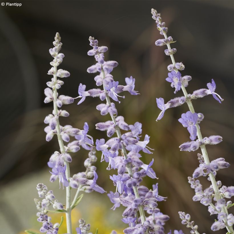 Perovskia atriplicifolia Lacey Blue - Russian Sage (Flowering)