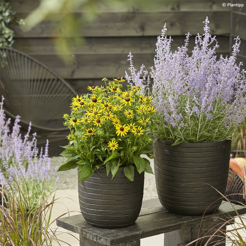 Perovskia atriplicifolia Lacey Blue - Russian Sage (Plant habit)