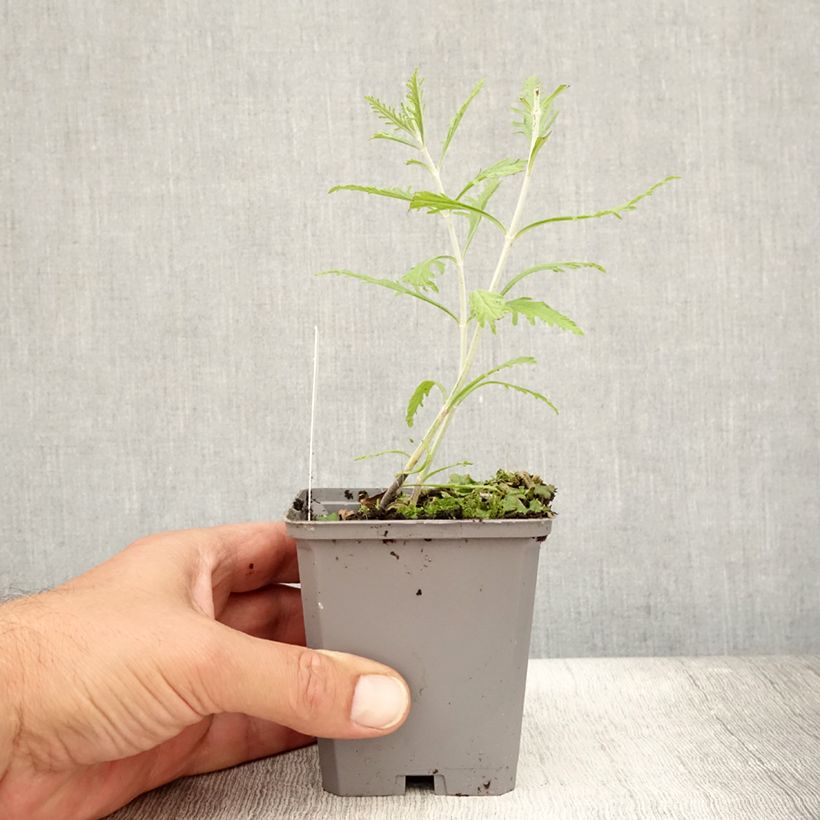 Perovskia atriplicifolia Lacey Blue - Russian Sage 8/9 cm pot sample as delivered in summer