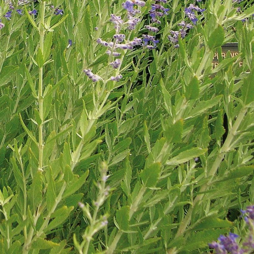 Perovskia atriplicifolia Little Spire - Russian Sage (Foliage)