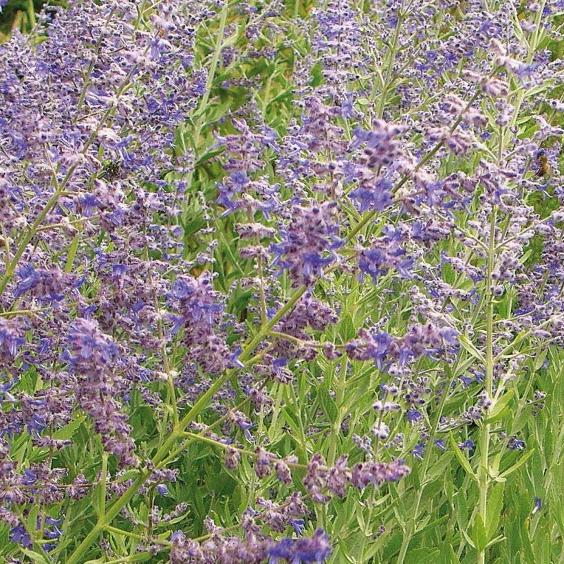 Perovskia atriplicifolia Little Spire - Russian Sage (Flowering)