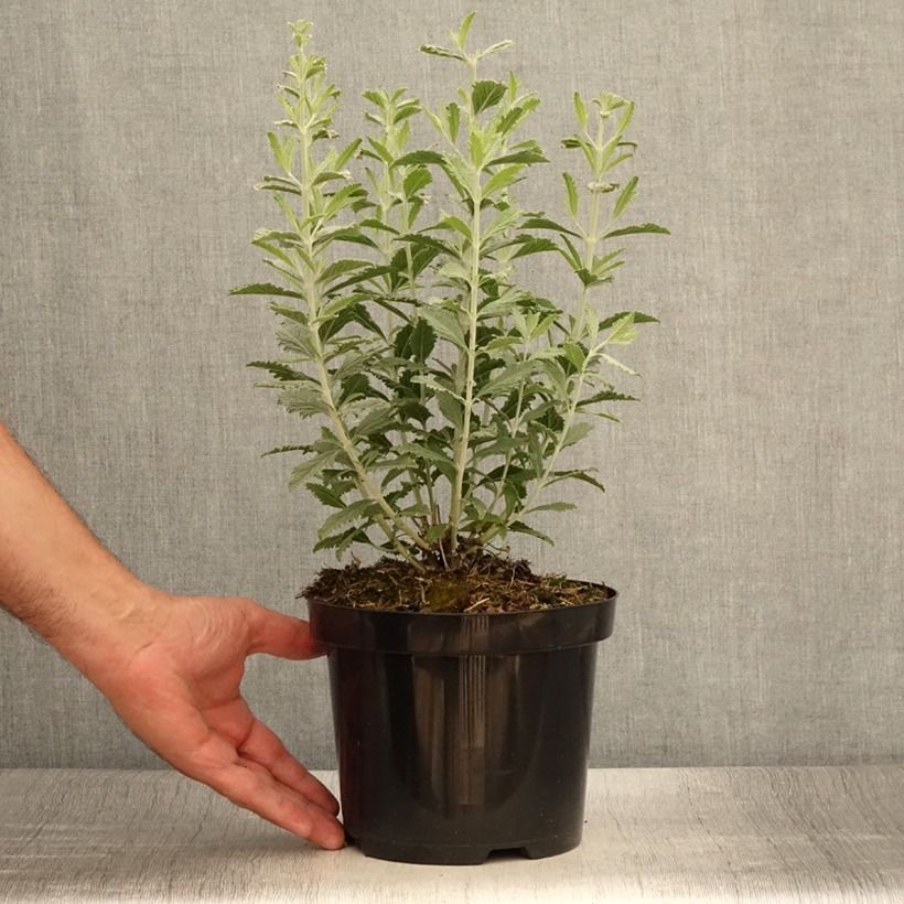 Perovskia  atriplicifolia Silvery Blue - Russian Sage 1.5L/2L pot sample as delivered in summer