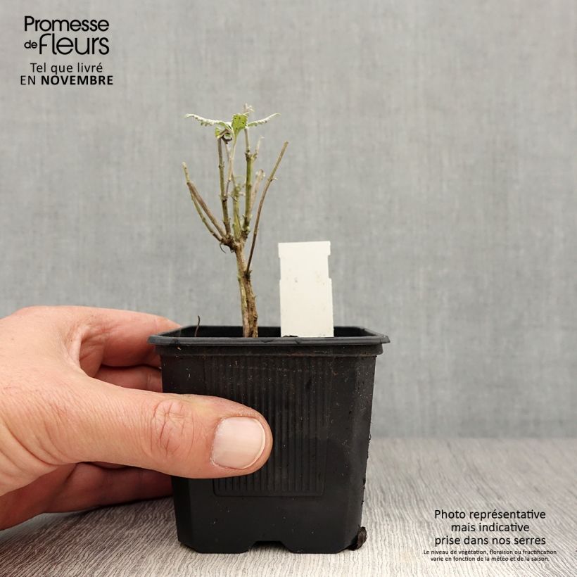 Perovskia  atriplicifolia Silvery Blue - Russian Sage 8/9 cm pot sample as delivered in autumn