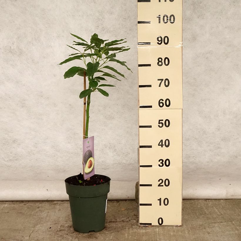 Avocado Tree Hass - Persea americana 6L/7L pot sample as delivered in summer