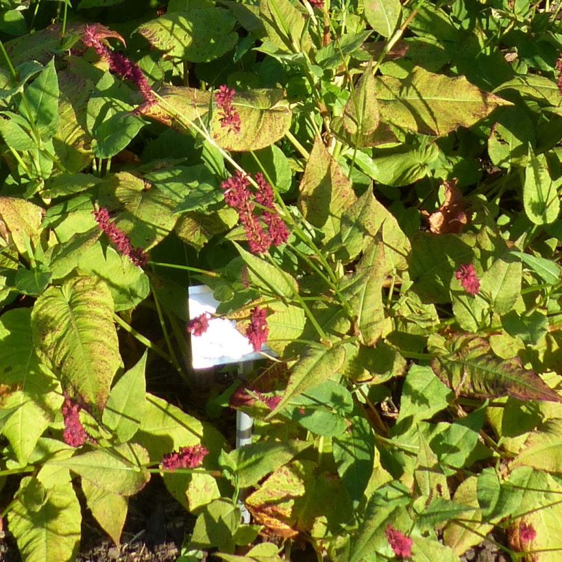 Persicaria amplexicaulis Blackfield - Mountain Fleece (Foliage)