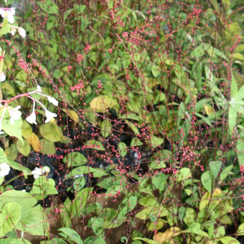 Persicaria virginiana var. filiformis - Virginia Knotweed (Flowering)