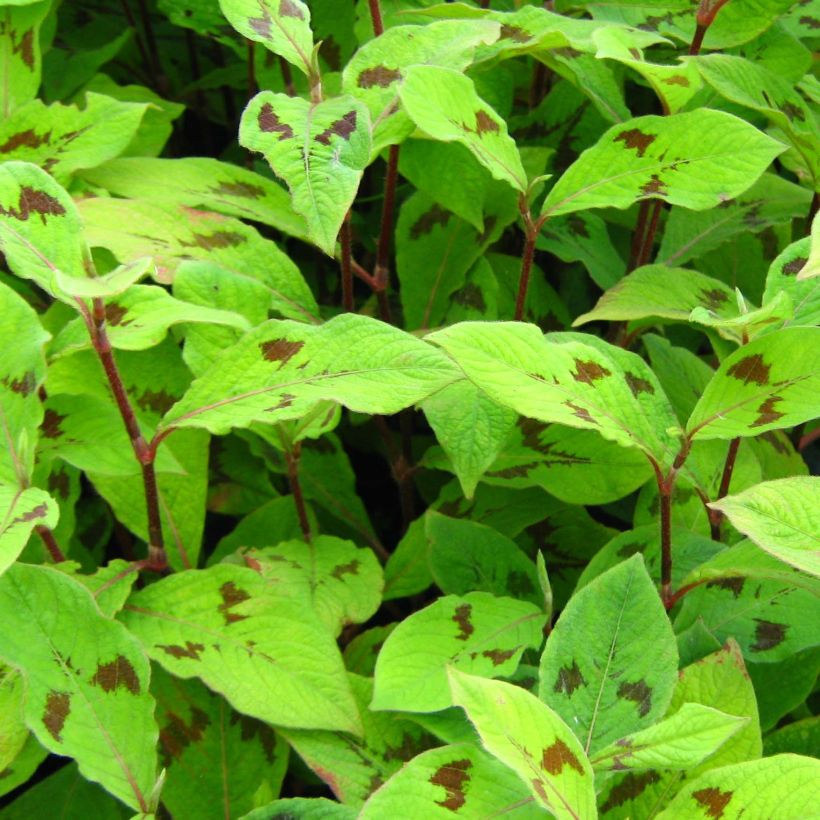 Persicaria virginiana var. filiformis - Virginia Knotweed (Foliage)